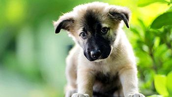 Adorable Puppy, dog, animal, cute, puppy HD wallpaper