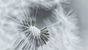 Dandelion seeds, Fluffy filaments, Light breeze, Nature's dispersal HD wallpaper