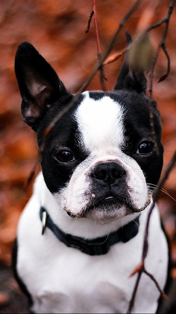 French Bulldog, Cute animal, Wrinkled face, Energetic personality HD phone wallpaper