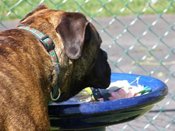 Brindle Bullmastiff, bullie, friend, bubbles, brindle HD wallpaper