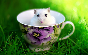 Playful mouse , Adorable mouse, Little creature, Backgrounds HD wallpaper