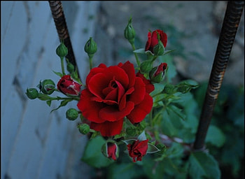 Red rose, flowers, roses HD wallpaper