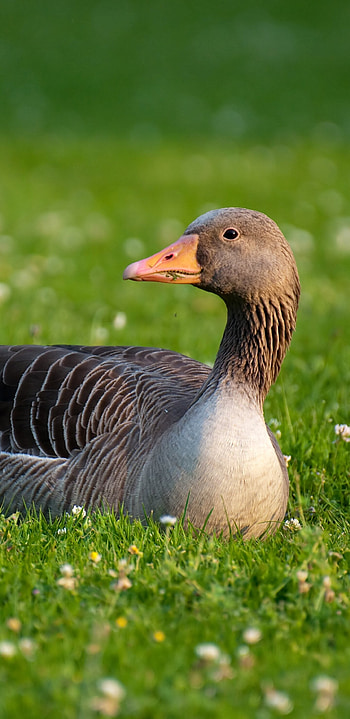 Captivating animal, Feathered wonder, Beautiful goose, Natural splendor HD phone wallpaper