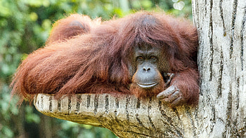 Orangutan, Mangrove forest, Wildlife tour, Pen107 HD wallpaper