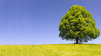 Linden Tree, der lindenbaum, charlotte hoather, Nature HD wallpaper