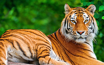 Tiger in all its glory, Striking , Captivating ry, Majestic beauty HD wallpaper