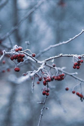 Close-up of frost-coated red berries on a branch during winter, creating a serene and chilly atmosphere. HD phone wallpaper