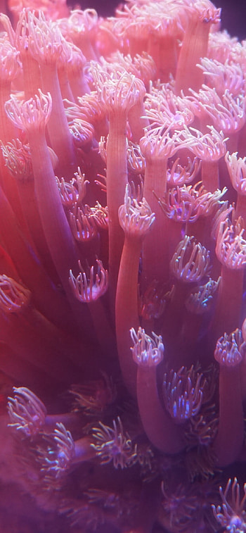 Coral pink, Top backgrounds, Nature, Coral HD phone wallpaper