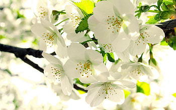 Apple blossom , Delicate petals, Nature's artwork, Stunning beauty HD wallpaper