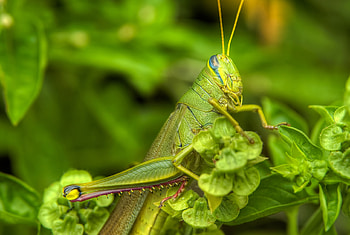 Grasshopper , Mobile tablet, 94 , Explore HD wallpaper