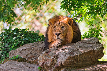 Animals, Stones, To Lie Down, Lie, Muzzle, Lion, Predator, Big Cat, King Of Beasts, King Of The Beasts HD wallpaper