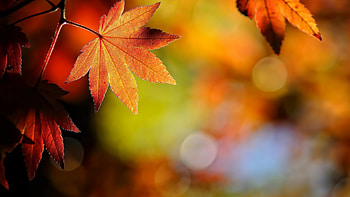 Autumn leaf , Fall vibes HD wallpaper