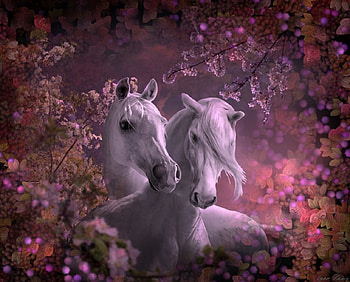 Spring, horses, animals, love, couple, cute HD wallpaper