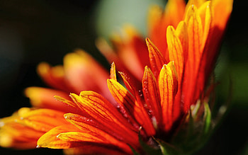 Flowers, Macro, Bright, Petals HD wallpaper