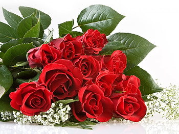 Plants, Flowers, Roses, Bouquets HD wallpaper