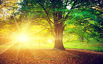 Tree Sunrise Morning, sunrise, nature, trees HD wallpaper