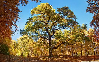 The Queen of Colors, trees, autumn, colors, nature HD wallpaper
