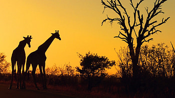 Kruger National Park, Safari adventure, African wildlife, Natural beauty HD wallpaper