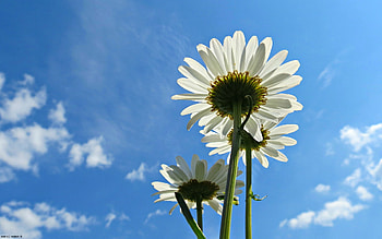 Blue Sky Daisies, blue, sky, flowers HD wallpaper