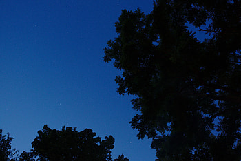 Trees, Sky, Night, Top, Dark, Tops HD wallpaper
