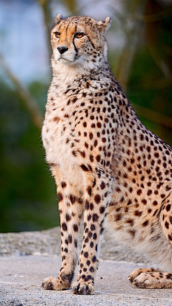 Cheetah, Yellow Black HD phone wallpaper