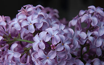 Plants, Flowers HD wallpaper
