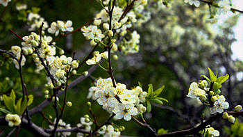 Flowers, Macro, Wood, Tree, Wet, Bloom, Flowering, Shadow, Spring, Humid HD wallpaper