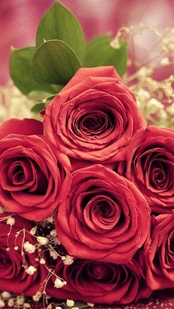 Rose Flower, Rose Bouquet HD phone wallpaper