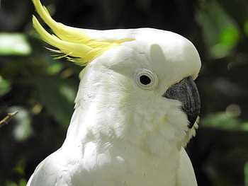 Cockatoo Selfie, precious, kindness to animals, birds, Cockatoo, selfie, Australian Wildlife, big bird HD wallpaper