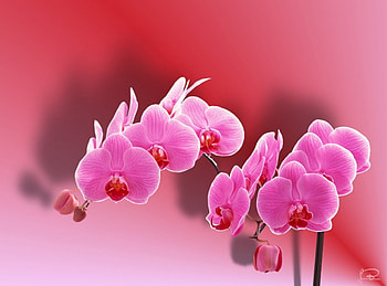 Orquideas 01, flores, orchides, orchideen, flowers, orquideas, rosa HD wallpaper