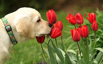 Animals, Nature, Flowers, Dog HD wallpaper