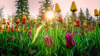 Tulips at sunset, flowers, sun, blossoms, trees, garden, spring HD wallpaper