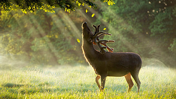 Reindeer Sun Breeze, reindeer, animals HD wallpaper