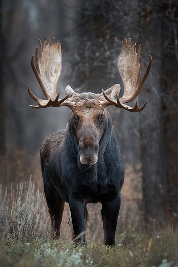 Elk (Animals), Fiery sunsets, Mysterious shadows, Twilight wanderer HD phone wallpaper
