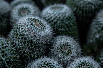 Flowers, Flower, Cactus, Thorns HD wallpaper