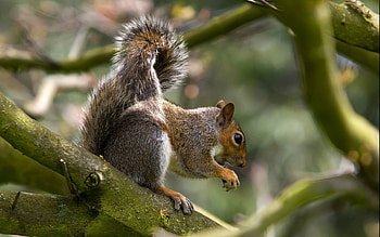 Animals, Squirrel, Food, Wood, Tree, Hunt, Hunting, Climb, Mining, Extraction HD wallpaper