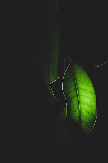 Plant, Macro, Dark, Shine, Light, Leaflet HD phone wallpaper