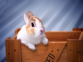 Rabbit in box, sweet, rodent, box, rabbit HD wallpaper