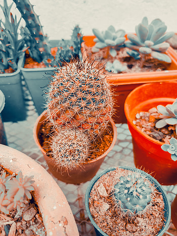 Nature Pic, orange, terrestrial_plant HD phone wallpaper