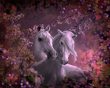 Horses, animal, white, horse, frumusete, cal, spring, pink, fantasy, couple, luminos HD wallpaper