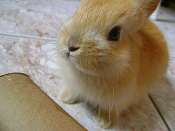 Cookie, bunny, brown, rabbit HD wallpaper