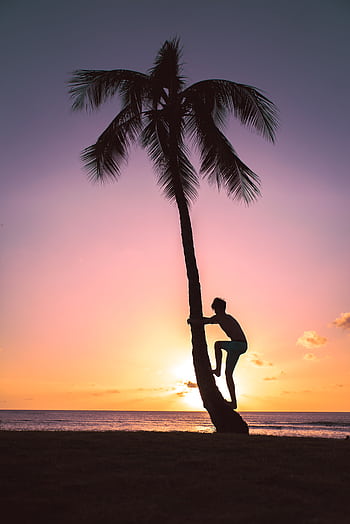 A silhouette of a person climbing a palm tree against a vibrant sunset on a tropical beach. HD phone wallpaper