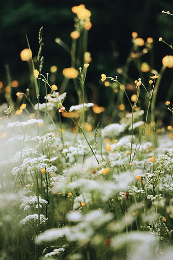 A vibrant field of wildflowers with a soft bokeh effect, capturing nature's beauty. HD phone wallpaper