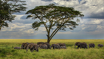 Elephant in savannah, Atmospheric clouds, Tree silhouette, Majestic beauty HD wallpaper