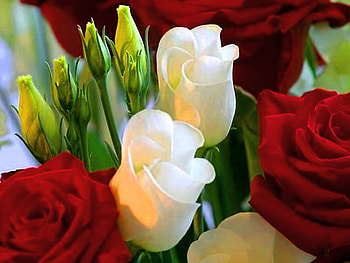 Pair, white, roses, green, red HD wallpaper