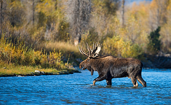 Gentle giant, Natural beauty, Tranquil wilderness, Majestic creature HD wallpaper