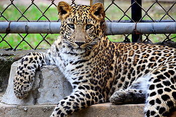 A striking leopard lounging in its zoo habitat, showcasing its powerful presence. HD wallpaper