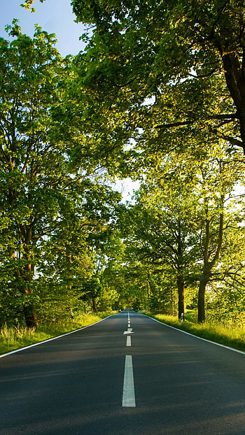 Summer Road Trees HD phone wallpaper