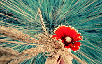 Flowers, Macro, Brightly HD wallpaper