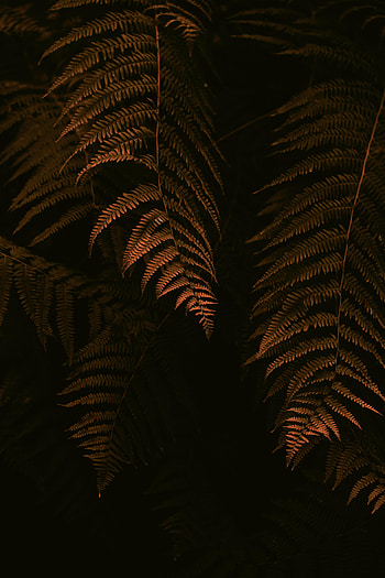 Leaves, Bush, Dark, Fern, Branches HD phone wallpaper